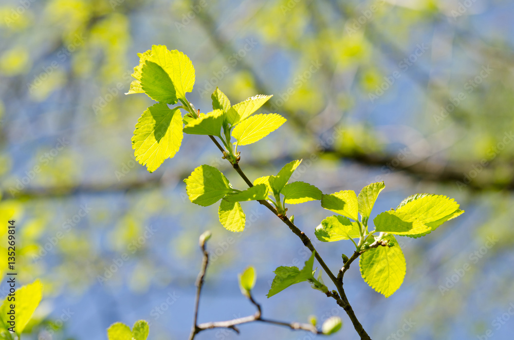 Obraz premium spring branch with young leaves