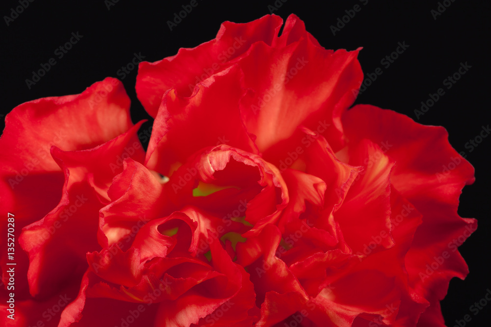 Naklejka premium Flower of red carnation (Dianthus caryophyllus) on black background