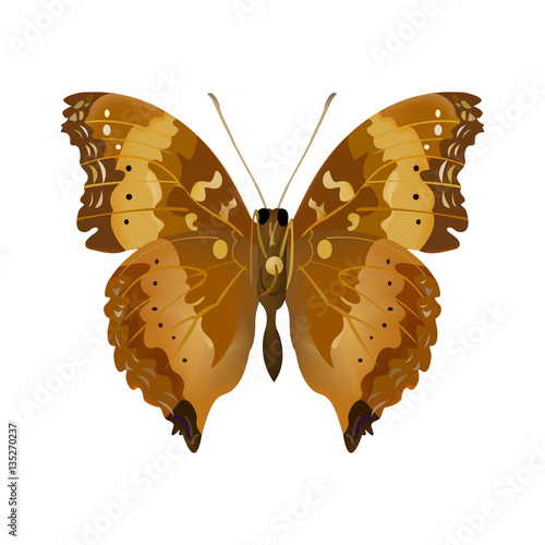 brown butterfly