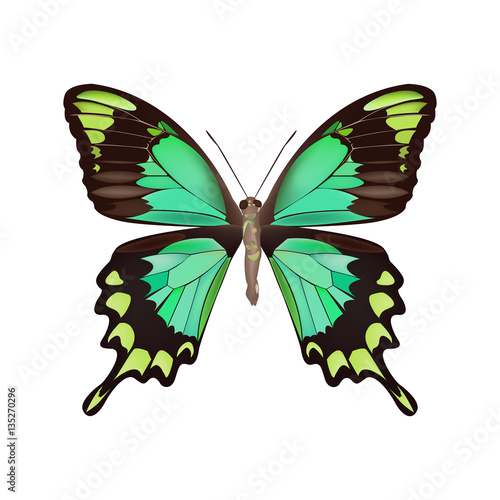 green butterfly