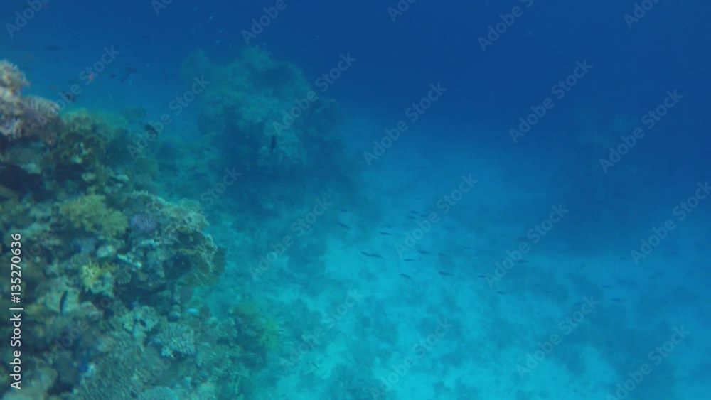 A flock of fish swam under the sea. A flock of fish swam under the sea.