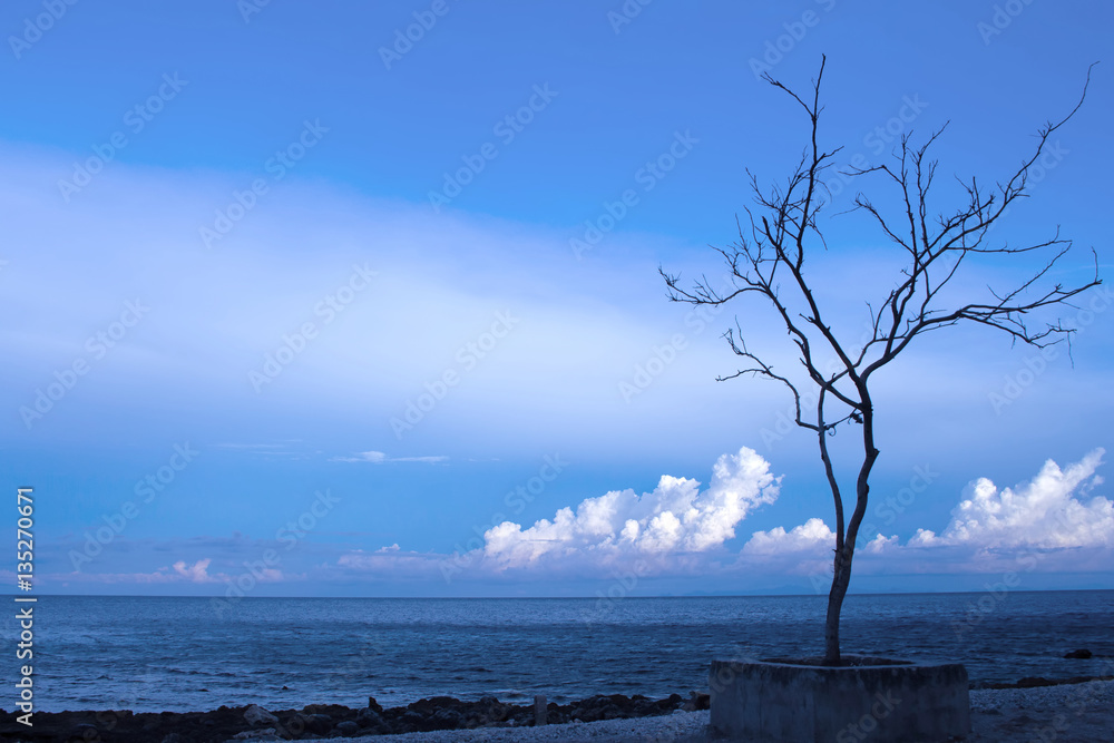Lonely tree on empty tropic beach with rocks and sea. Fluffy clouds in blue sky above dark sea. Lonely tree on empty tropic beach with rocks and sea. Fluffy clouds in blue sky above dark sea.