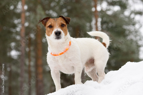 Fototapeta Naklejka Na Ścianę i Meble -  Dog wearing collar with LED diodes lights for traffic safety  
