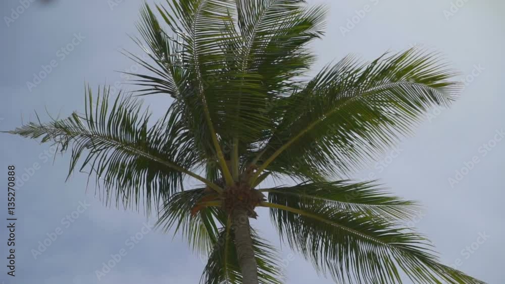 Bottom view on a beautiful palm tree in clouds Bottom view on a beautiful palm tree in clouds