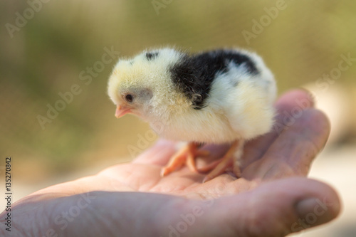 small yellow chicken on a hand men.