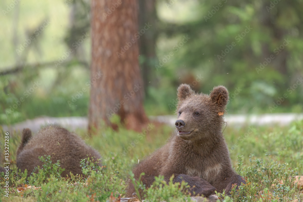Bear cub (Ursus arctos) wakes up from a nap Bear cub (Ursus arctos) wakes up from a nap