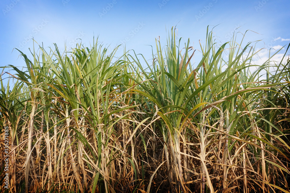Fototapeta premium sugarcane field in blue sky and white cloud