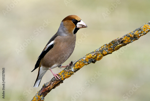 Male of Hawfinch . Coccothraustes coccothraustes