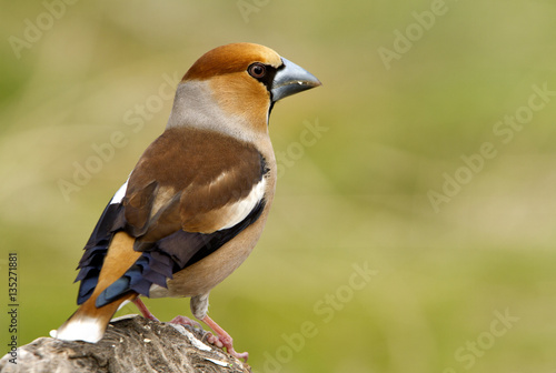 Male of Hawfinch . Coccothraustes coccothraustes