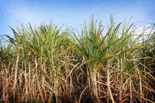 sugarcane field in blue sky and white cloud