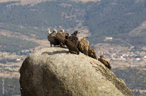 Griffons vultures. Gyps fulvus