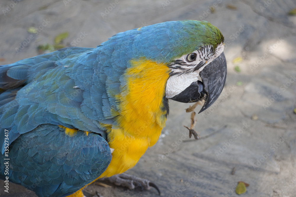 Obraz premium Blue-and-yellow macaw