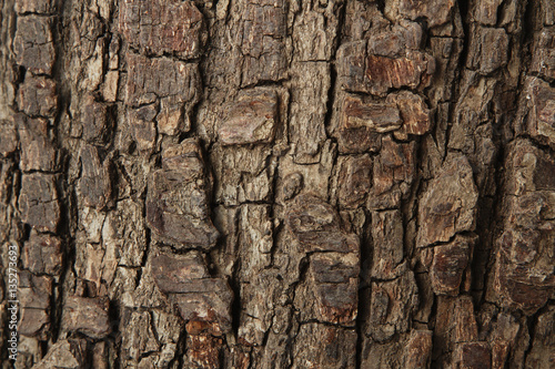 Close up of old wooden bark.