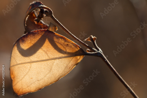 Brown leaf on stem