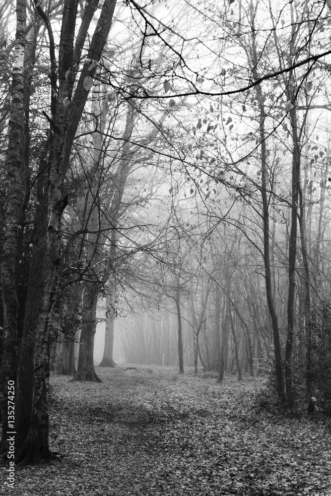 Fototapeta premium English woodland on a foggy misty morning