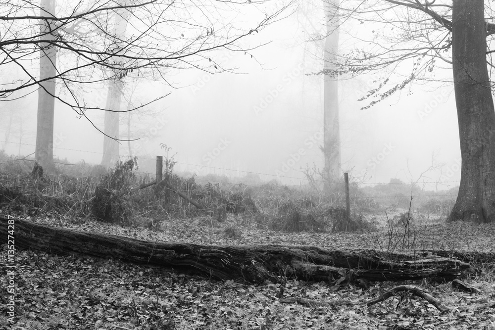Fototapeta premium English woodland on a foggy misty morning