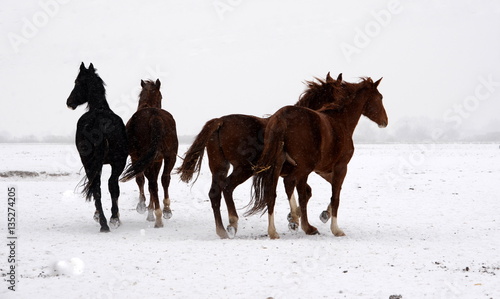 Paarlauf  2 Pferdepaare laufen   ber eine verschneite Wiese