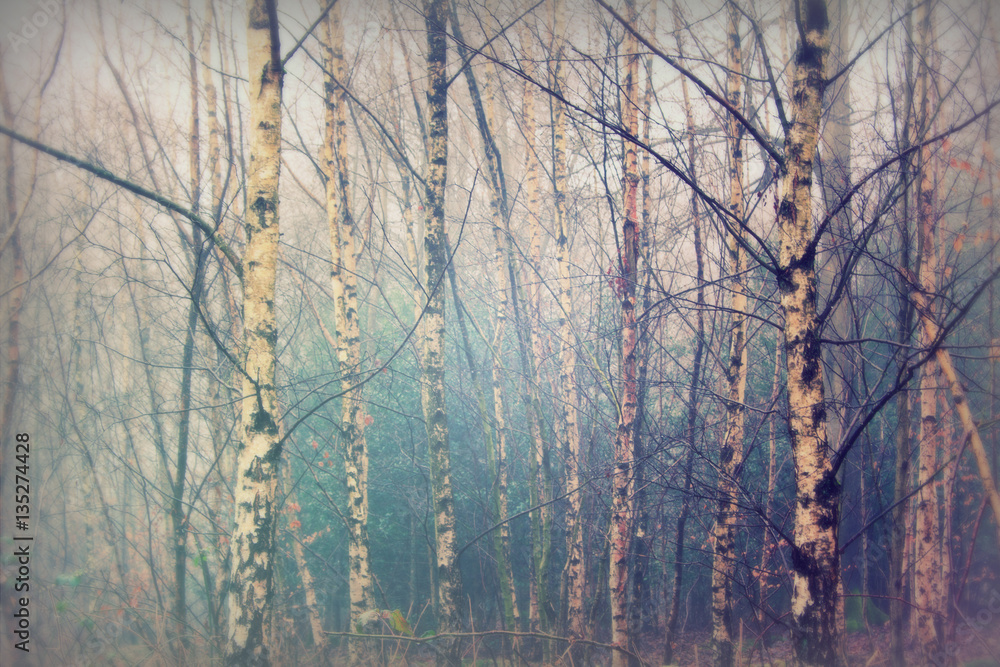 English woodland on a foggy misty morning English woodland on a foggy misty morning
