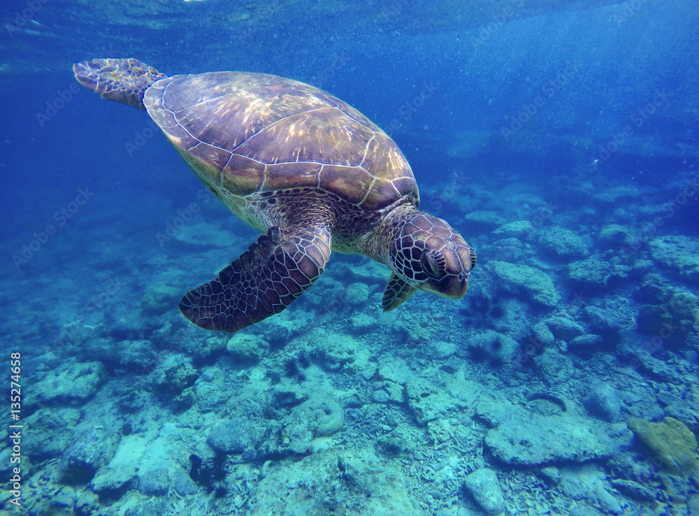 Obraz premium Sea turtle in blue water, sea turtle diving picture, summer holiday in tropical sea