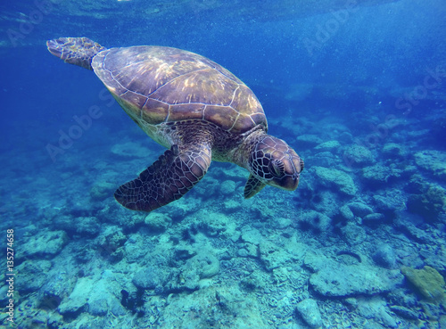 Sea turtle in blue water, sea turtle diving picture, summer holiday in tropical sea