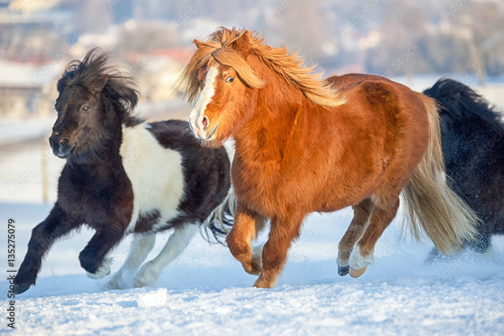 Pony Herde galoppiert im Schnee Pony Herde galoppiert im Schnee