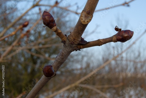 detail of a chestnut tree branch in winter