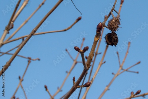 detail of a chestnut tree branch in winter