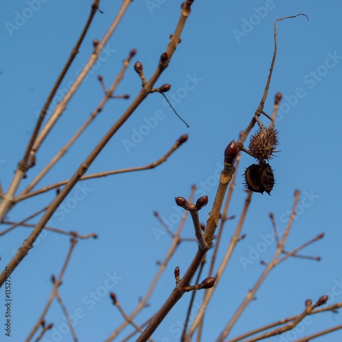 detail of a chestnut tree branch in winter