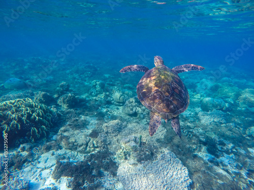 Sea turtle in blue water. Green turtle in coral reef. Blue sea and lovely sea animal