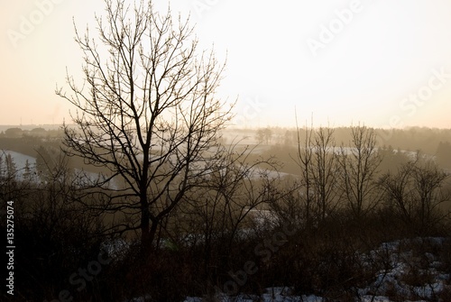 winter countryside panorama wit tree silhouette in sunset