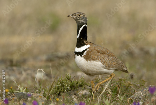 Tableau sur toile Male of Little bustard. Tetrax tetrax