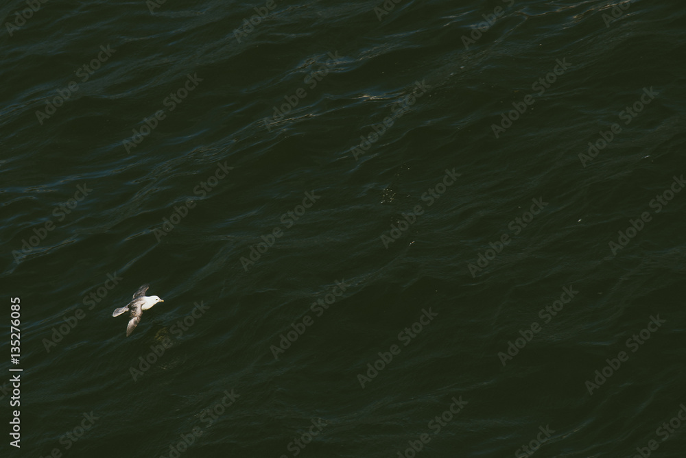 Naklejka premium A seagull, soaring in the sky
