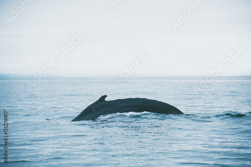 Whale's back in the sea near Iceland