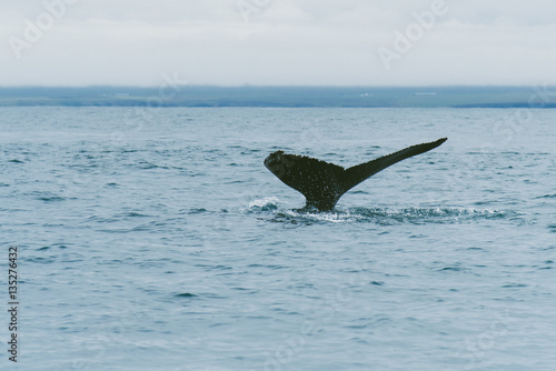 Whale's fluke in the sea near Iceland
