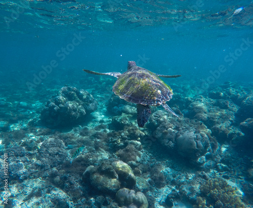 Sea turtle in blue water. Ocean ecosystem - coral reef, tropical fish, sea turtle.