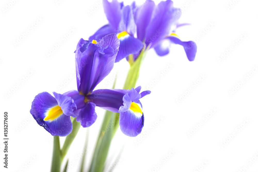 Bouquet of beautiful irises isolated on white background