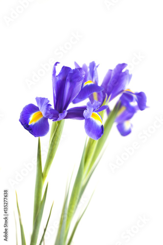 Fototapeta Naklejka Na Ścianę i Meble -  Bouquet of beautiful irises isolated on white background