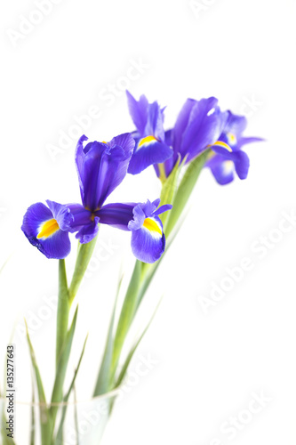 Fototapeta Naklejka Na Ścianę i Meble -  Bouquet of beautiful irises in vase isolated on white background