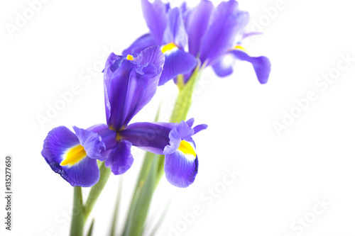 Fototapeta Naklejka Na Ścianę i Meble -  Bouquet of beautiful irises isolated on white background