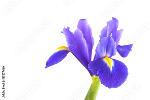 Fototapeta Naklejka Na Ścianę i Meble -  Close-up beautiful iris isolated on white background
