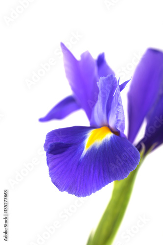 Fototapeta Naklejka Na Ścianę i Meble -  Close-up beautiful iris isolated on white background