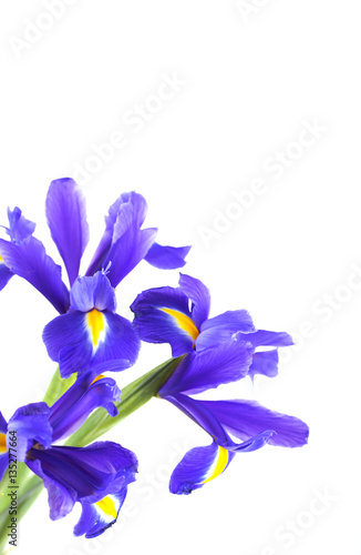 Bouquet of beautiful irises isolated on white background