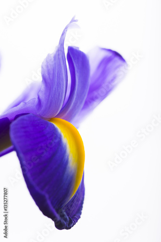 Fototapeta Naklejka Na Ścianę i Meble -  Close-up beautiful iris isolated on white background