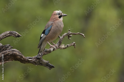 Eurasian jay. Garrulus glandarius