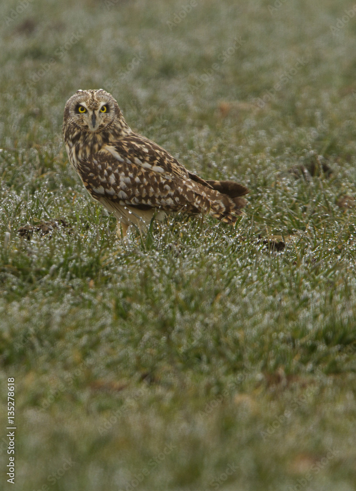 Fototapeta premium Short-eared owl, Asio flammeus