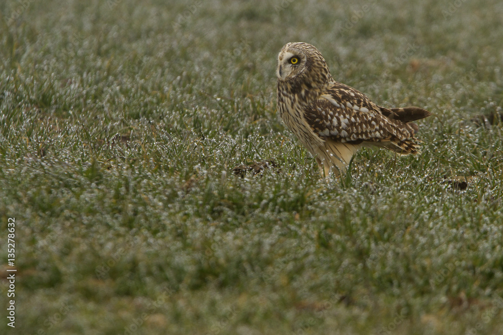Fototapeta premium Short-eared owl, Asio flammeus