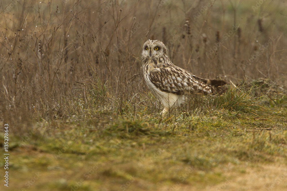 Short-eared owl, Asio flammeus