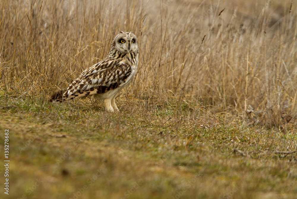 Short-eared owl, Asio flammeus Short-eared owl, Asio flammeus