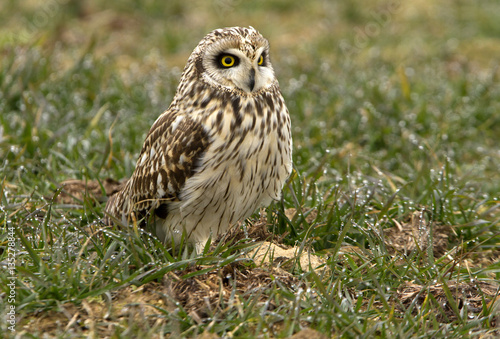Short-eared owl, Asio flammeus