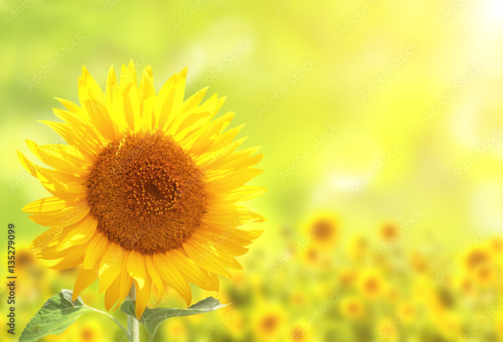 Sunflowers on blurred sunny background Sunflowers on blurred sunny background